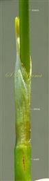  Spathe